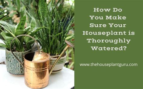 Watering Houseplants Archives The Houseplant Guru