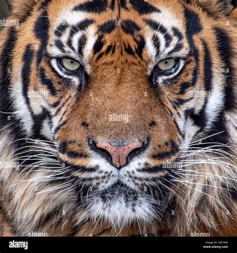 Male Sumatran Tiger Looking Into Camera Close Up Stock Photo Alamy