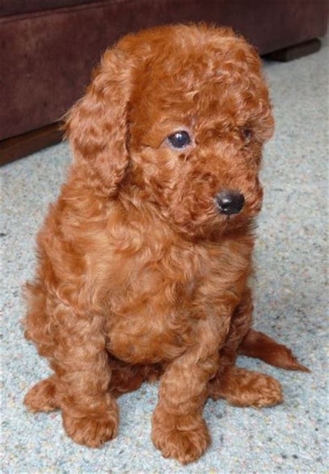 Red Miniature Poodle Puppy Picture