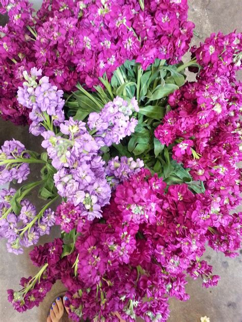 A Bunch Of Purple Flowers Sitting On Top Of A Cement Floor Next To A