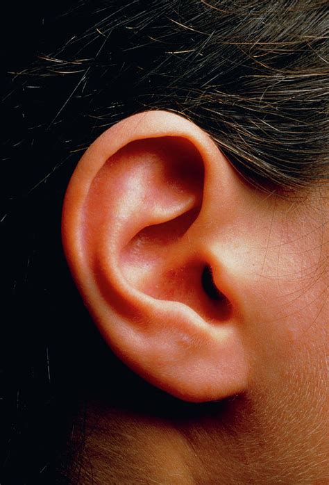 Human Ear Photograph By Martin Dohrnscience Photo Library Pixels