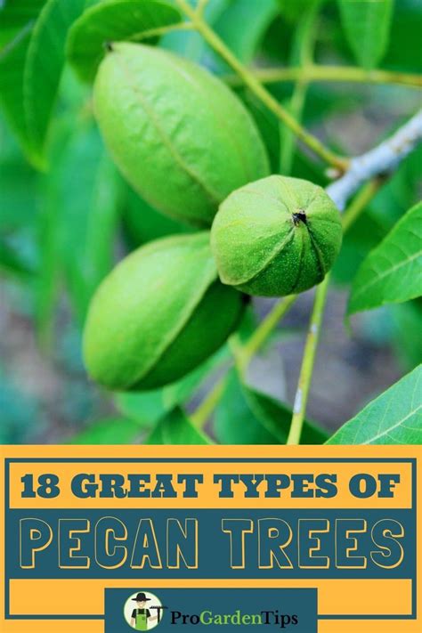 Check spelling or type a new query. 18 Great Types of Pecan Trees - ProGardenTips | Pecan tree ...