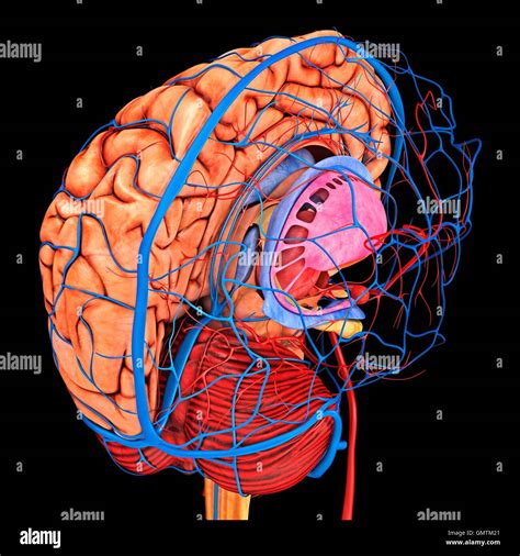Sistema Vascular Cerebral Y El Suministro De Sangre Ilustración Que