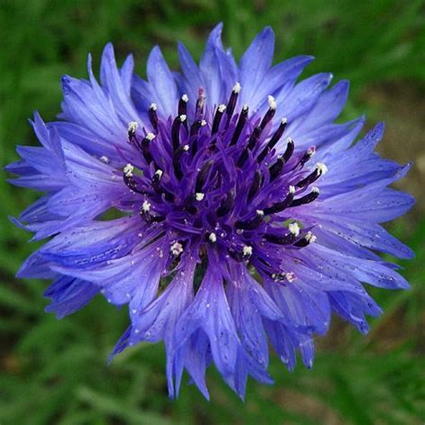 The following photos will allow you to identify blue and purple flowering plants. blue flowers names and pictures | Purple Blue Flower ...