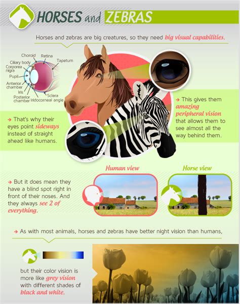 How Animals See The World Infographic By Mezzmer Science Llama