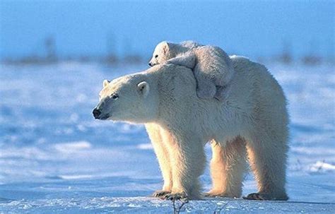 This Makes Me Happy ♡ Baby Polar Bears Cute Polar Bear