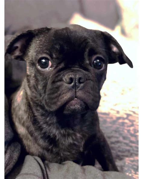 Why are french bulldogs are so expensive. French Bulldog Pug Mix | Reviewed By Vets | 3 Reasons To ...