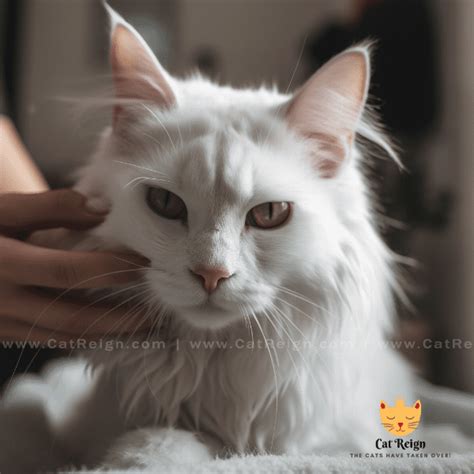 All About Turkish Angora Cats Your Guide Cat Reign
