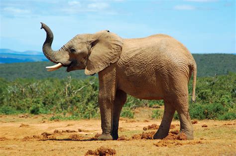 African Savannah Elephants | Elephants in Tarangire | Tarangire Elephants