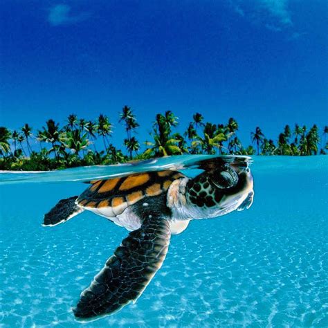 Baby Green Sea Turtle Cruising In The Deep Blue 🐢 Turtletrend Pc