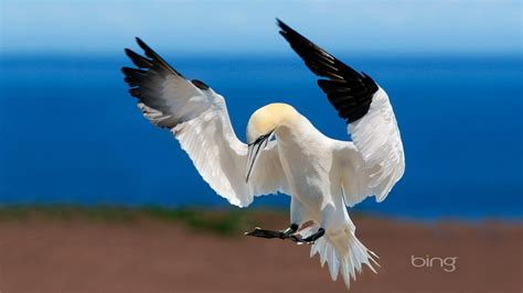 🥇 Bing Animals Birds Gannets Wallpaper 86906