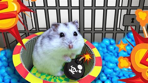 The Best Hamster Challenges Hamster Escapes In Real Life Youtube