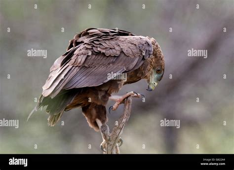 Bateleur Eagle Terathopius Ecaudatus Kruger National Park South