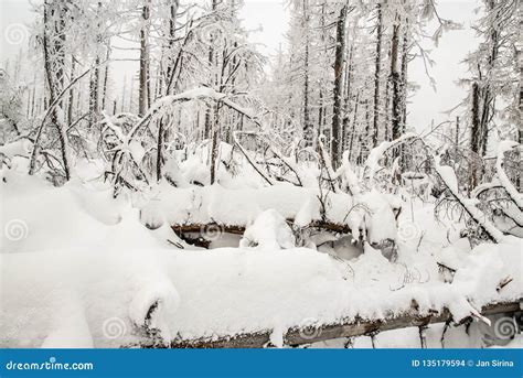 Fallen Trees On Winter Forest Covered By Snow Stock Photo Image Of