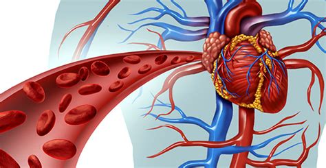 Metro Vascular Centers Vascular Disease Risk Factors And Causes