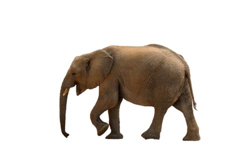 African Bush Elephant Png Wallpaper New Update