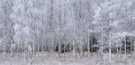 Birch Tree In Winter Stock Photo Image Of Branches 135680434