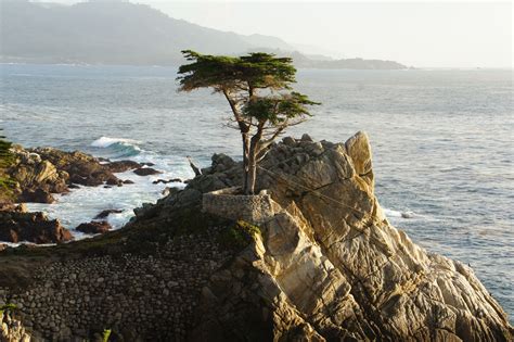 Lone Cypress Tree In Pebble Beach Ca Monterey Bay Pinterest