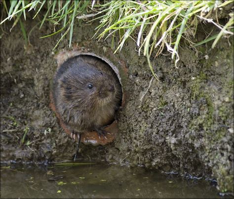 Vole In A Hole Flickr Photo Sharing