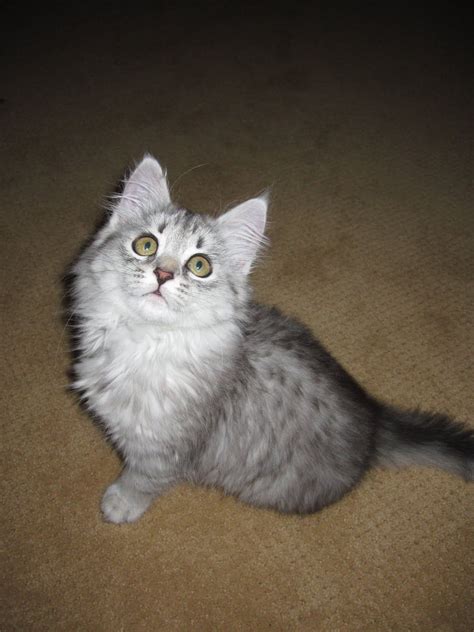 As A Kitten Siberian Cat Siberian Cat Hypoallergenic Kitten Adoption