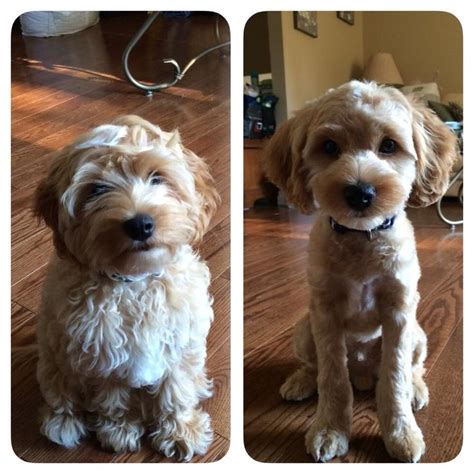 As a buyer you would receive. 17 Best images about Furballs on Pinterest | Labradoodles ...