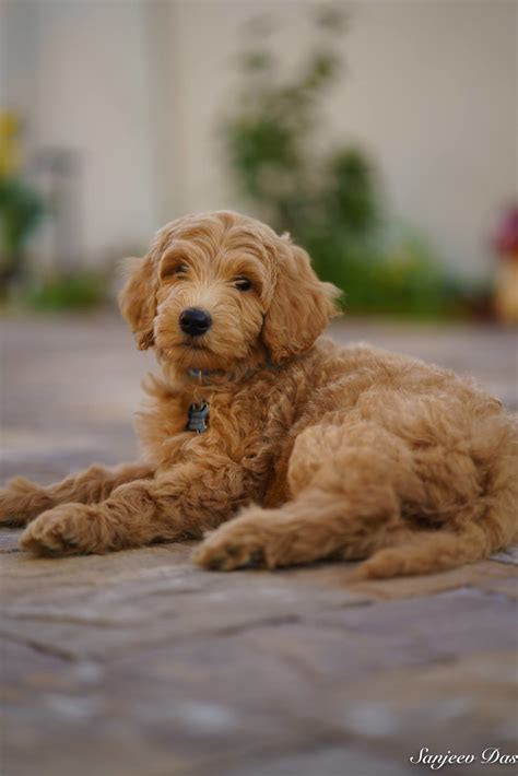 The mini goldendoodle is a smaller version of the achc recognized goldendoodle. English Teddy Bear Goldendoodle Puppies For Sale in North ...