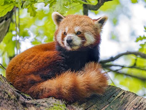 Red Panda Panda Glance Animal Tree Hd Wallpaper Peakpx
