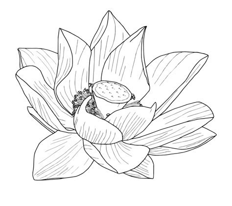 Mewarnai.my.id ~ bunga matahari yang memiliki nama latin helianthus annus l merupakan bunga yang sangat digemari oleh hamster dan sering … Mewarnai Kolam Bunga Teratai / Paling Hits 30 Gambar Bunga ...