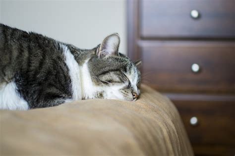Simply stated, kidney disease (also called renal failure) is the loss of function of the kidneys. Last Stages of Cat Kidney Failure | Cuteness