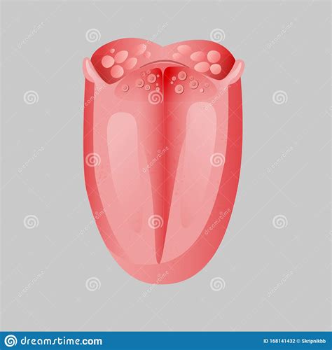 Realistic Tongue With Basic Taste Areas Tasting Map In Human Mouth Vector Illustration