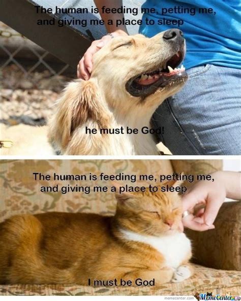 Dogs Meme Center Cat Vs Dog Cat Quotes Funny Cat And