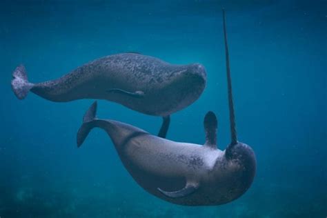 How Do Narwhals Breathe Do They Have Blow Holes Polar Guidebook