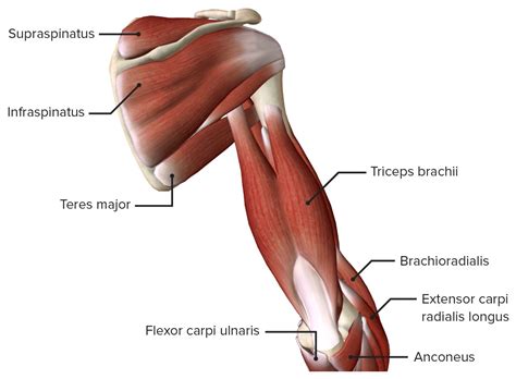 Arm Muscle Diagram Anterior Muscles Of Upper Extremity Posterior My