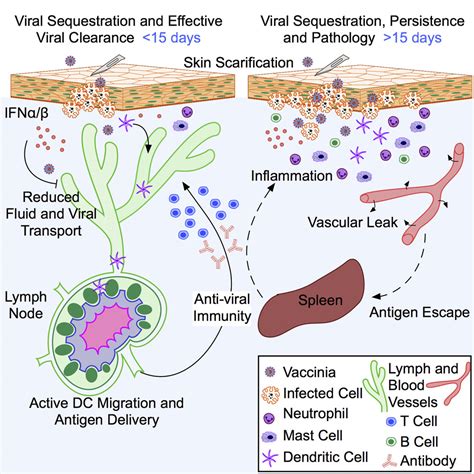 Lymphatic Vessels Balance Viral Dissemination And Immune Activation