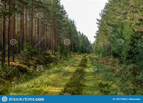 Old Overgrown Road In A Forest Stock Photo Image Of Trees Summer