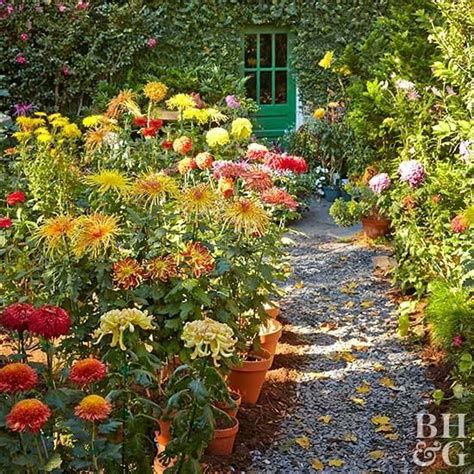 Your Complete Guide To Growing Gorgeous Fall Mums Fall Landscaping