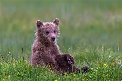 Grizzly Cub Chilling In The Grass Fine Art Photo Print Photos By