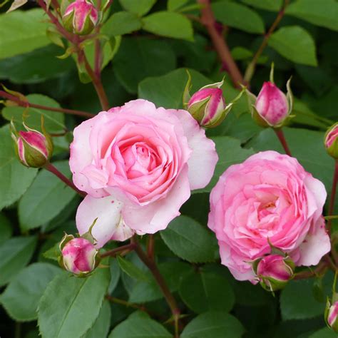 How To Take Care Of Rosier Miniature Roses Antionette Heintzs