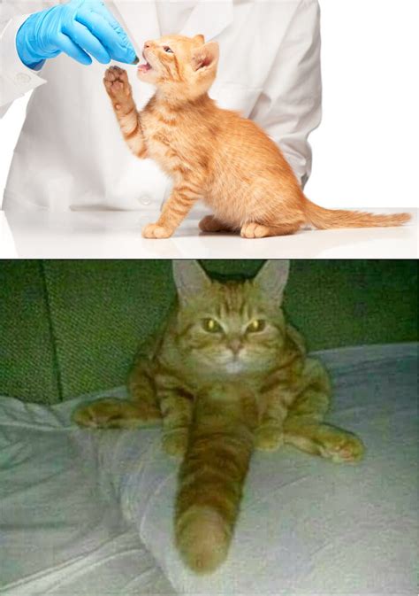 Cursed Cat Images Best Cat Wallpaper