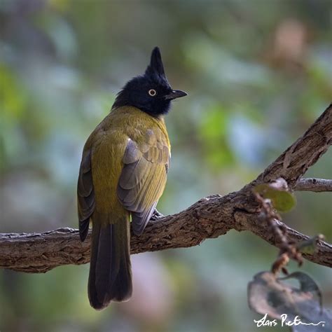 Black Crested Bulbul Northern India Bird Images From Foreign Trips