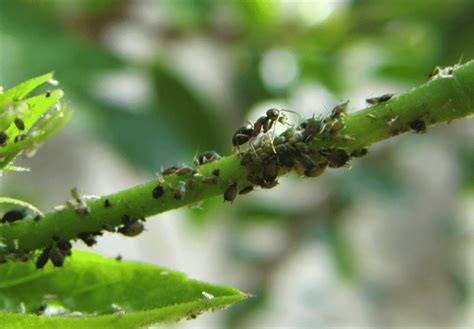 Gardenwave Afidi Chi Sono E Come Combatterli