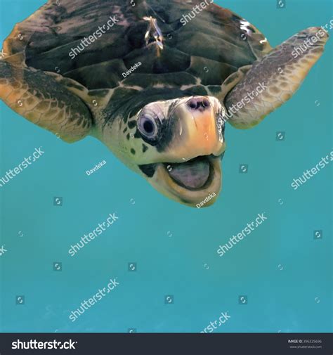 Close Photo Smiling Sea Turtle Water Stock Photo 396325696 Shutterstock