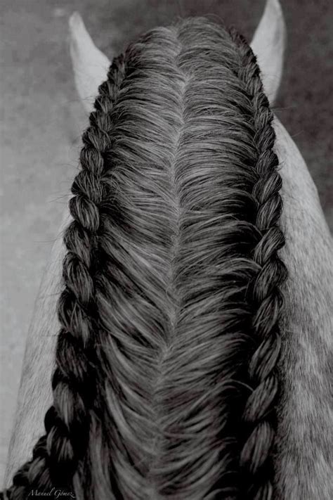Horse Hair Styles Horse Braiding Horse Hair Braiding Horse Mane Braids