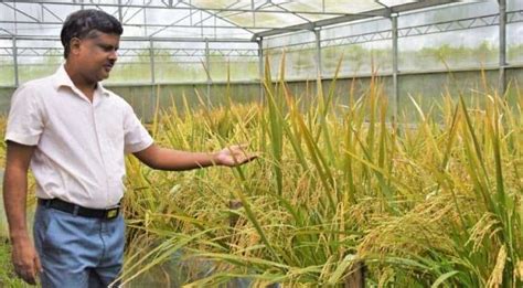 Philippines Becomes First Country To Approve Genetically Modified Golden Rice For Commercial