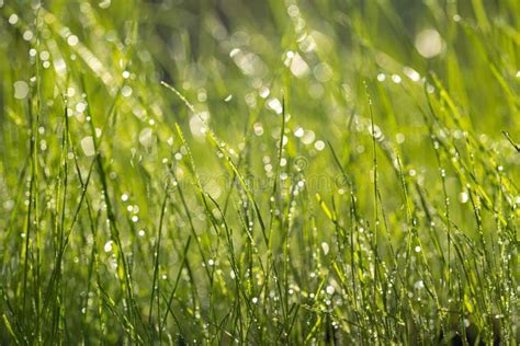 Closeup Of Lush Uncut Green Grass With Drops Of Dew In Soft Morning