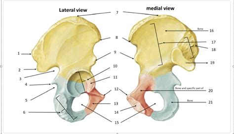 The Bony Pelvis Pelvic Bone Sacroiliac Joint And Pubic Symphysis