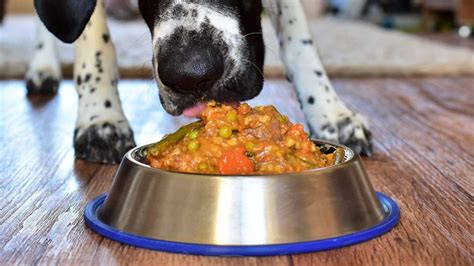 Cara Membuat Makanan Anjing Sendiri Murah Dan Praktis Pintarpet
