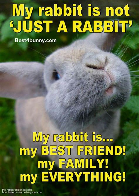 Pin By Valeria Vo On Bunnies Cute Baby Bunnies Bunny Quotes Bunny Mom
