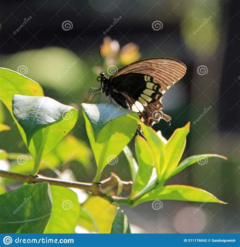 Common Swallowtails Papilio Machaon Stock Photo Cartoondealer Com
