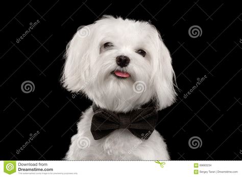 Cane Maltese Bianco Felice Del Ritratto Del Primo Piano Che Guarda In